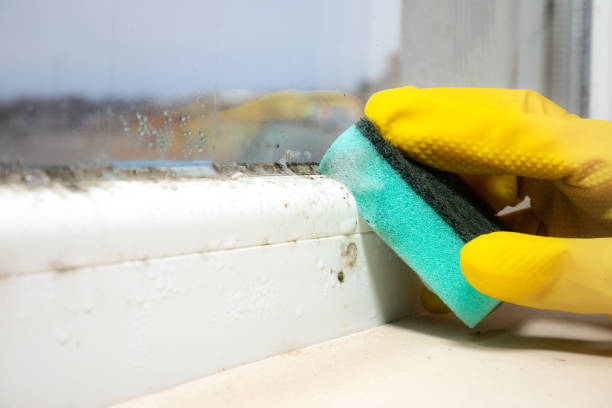 Best Attic Mold Removal  in Lone Tree, IA